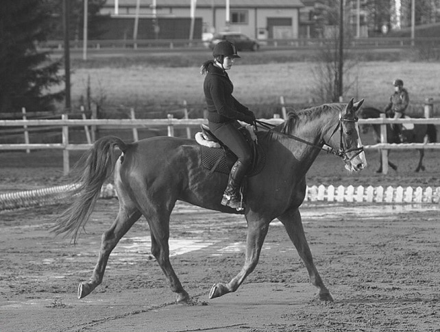 Doushour Yemn ox